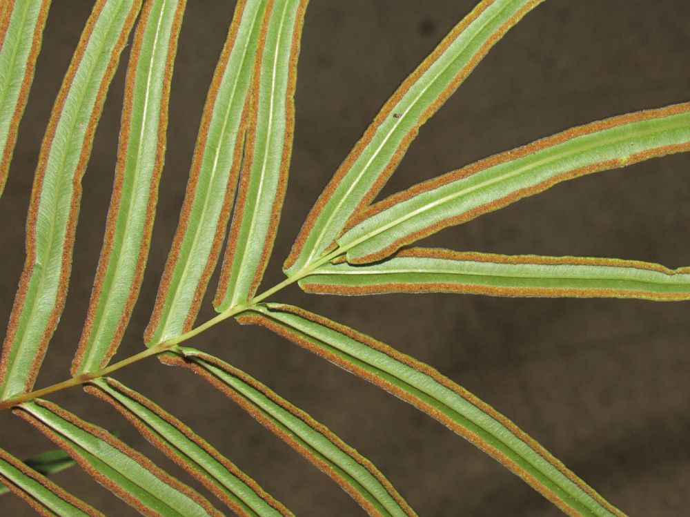 Pteridaceae Pteris vittata