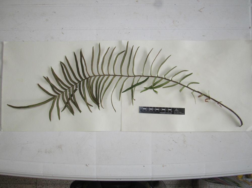 Pteridaceae Pteris vittata