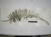 image of Pteris vittata