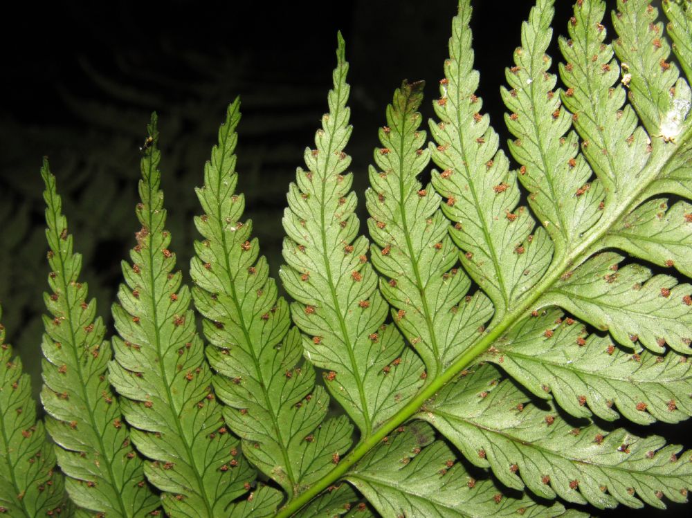 Saccolomataceae Saccoloma inaequale
