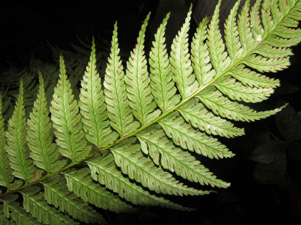 Saccolomataceae Saccoloma inaequale
