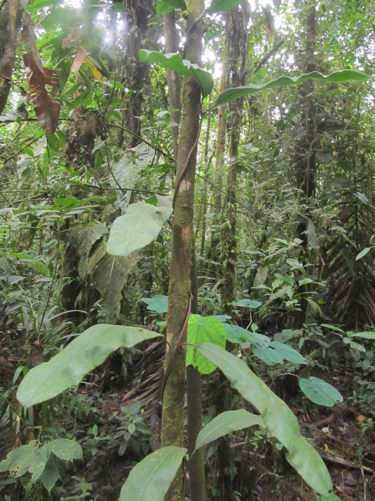 Blechnaceae Salpichlaena simplex