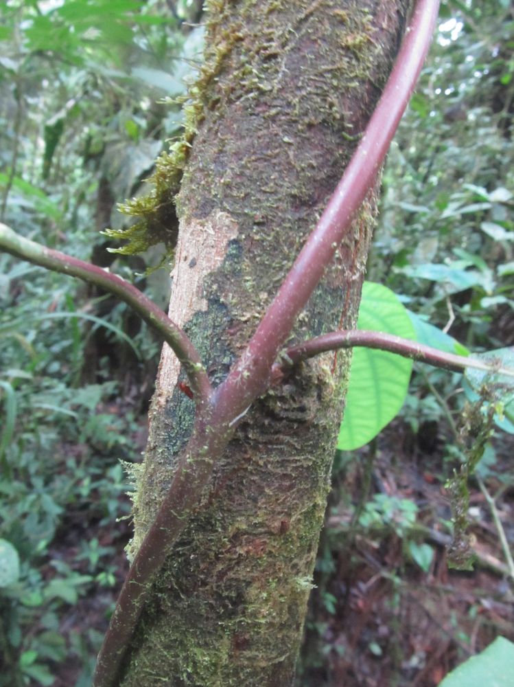 Blechnaceae Salpichlaena simplex