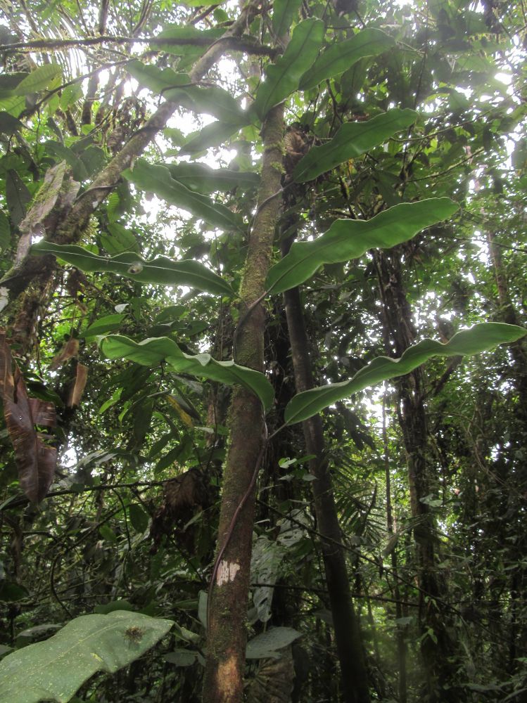 Blechnaceae Salpichlaena simplex