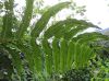 image of Hemidictyum marginatum