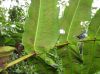 image of Hemidictyum marginatum