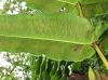image of Hemidictyum marginatum
