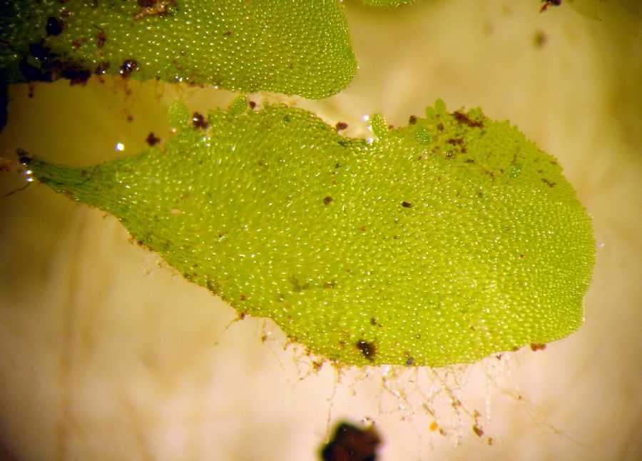 Aspleniaceae Hymenasplenium riparium