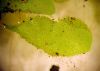 image of Hymenasplenium riparium