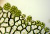 image of Hymenasplenium riparium