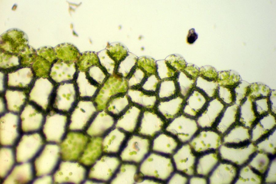 Aspleniaceae Hymenasplenium riparium
