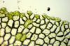 image of Hymenasplenium riparium