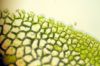 image of Hymenasplenium riparium