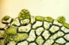 image of Hymenasplenium riparium