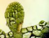 image of Hymenasplenium riparium