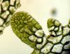 image of Hymenasplenium riparium
