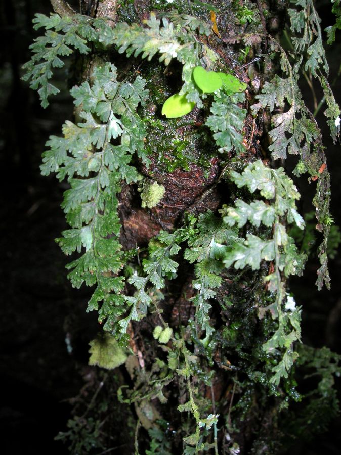 Hymenophyllaceae Hymenophyllum polyanthos