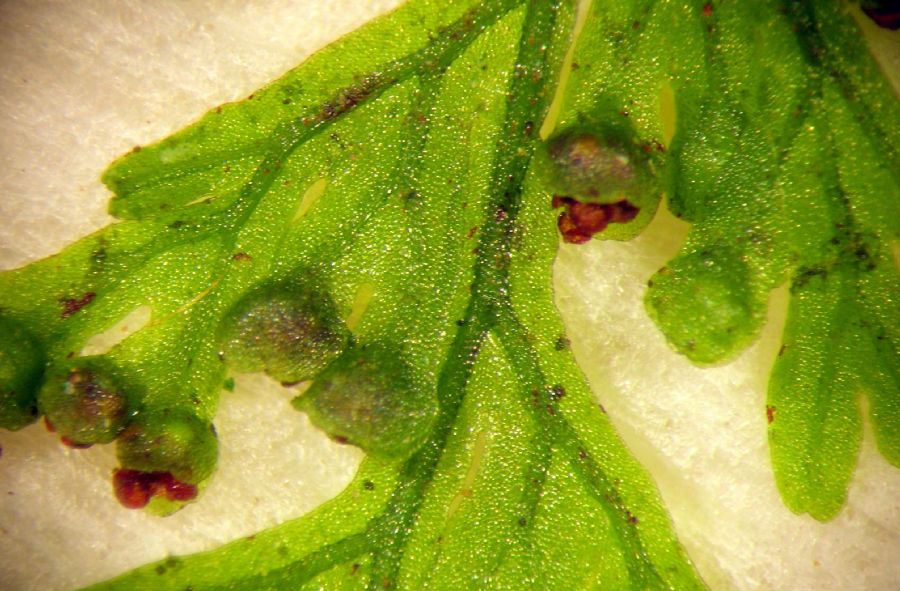 Hymenophyllaceae Hymenophyllum polyanthos