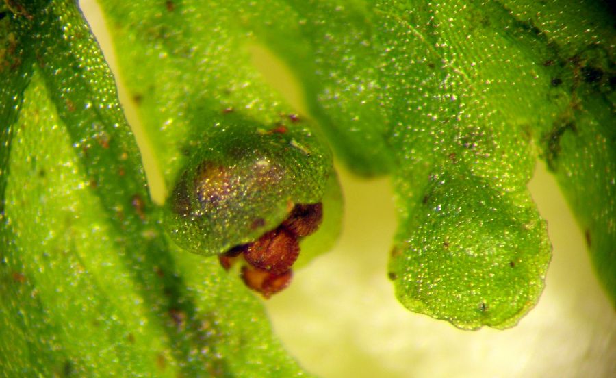 Hymenophyllaceae Hymenophyllum polyanthos
