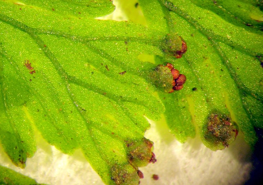 Hymenophyllaceae Hymenophyllum polyanthos