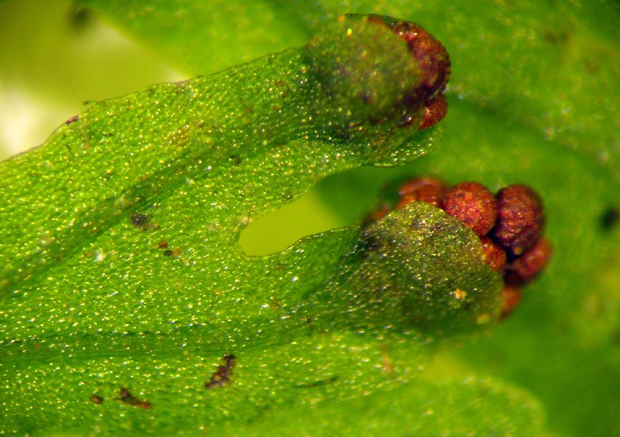 Hymenophyllaceae Hymenophyllum polyanthos
