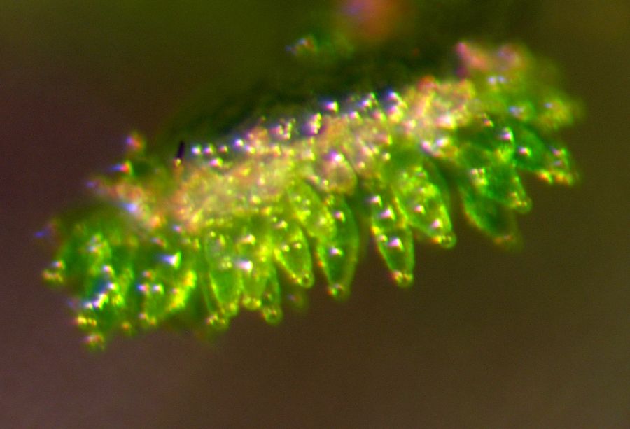 Pteridaceae Radiovittaria stipitata