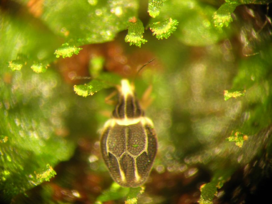 Pteridaceae Radiovittaria stipitata