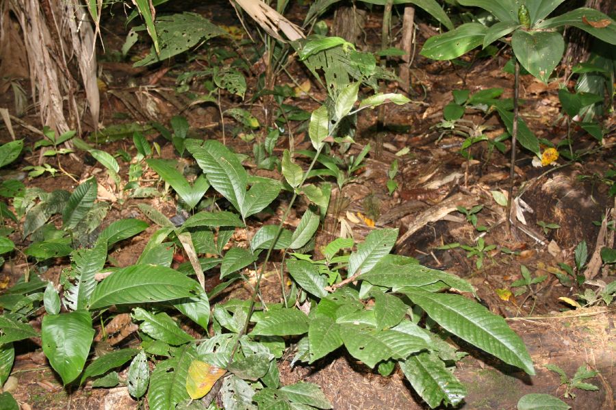 Lomariopsidaceae Mickelia nicotianifolia