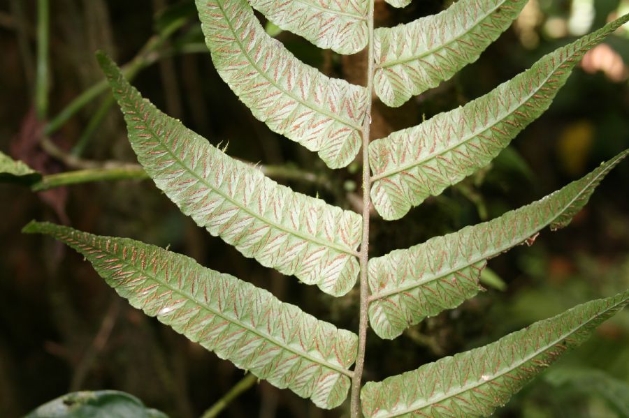 Athyriaceae Diplazium obscurum