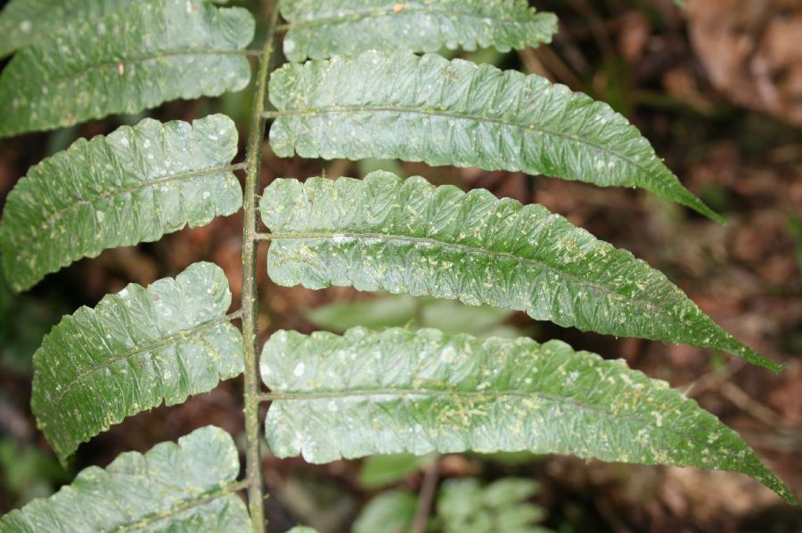 Athyriaceae Diplazium obscurum