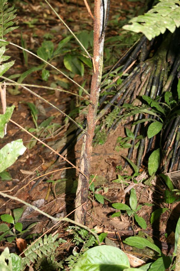 Dryopteridaceae Polybotrya caudata