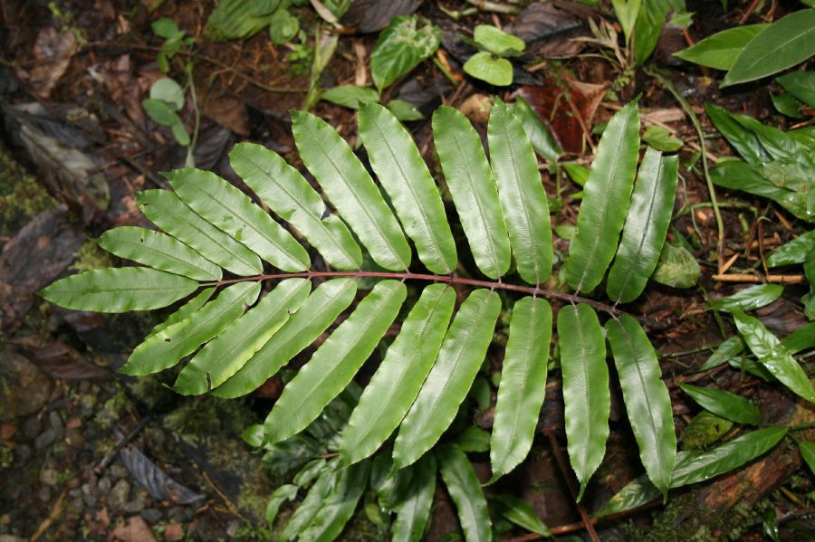 Blechnaceae Salpichlaena papyrus