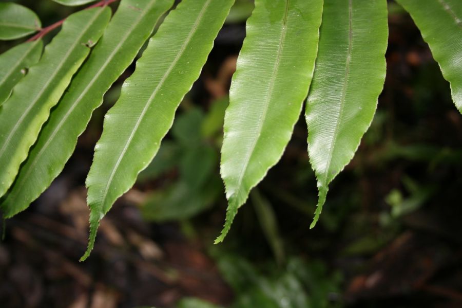 Blechnaceae Salpichlaena papyrus
