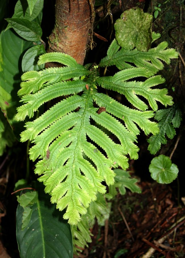 Selaginellaceae Selaginella bombycina