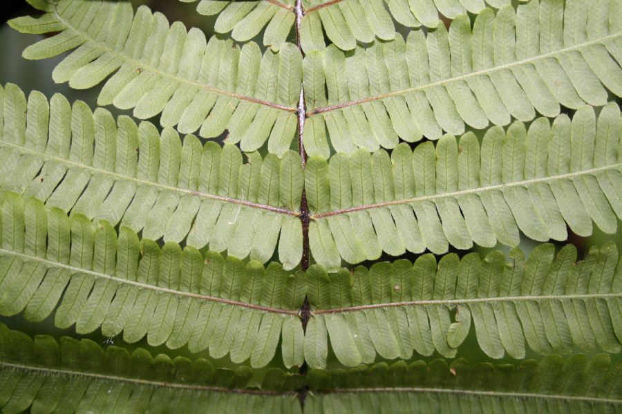 Thelypteridaceae Steiropteris decussata