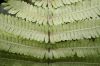 image of Steiropteris decussata