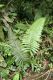 image of Steiropteris decussata