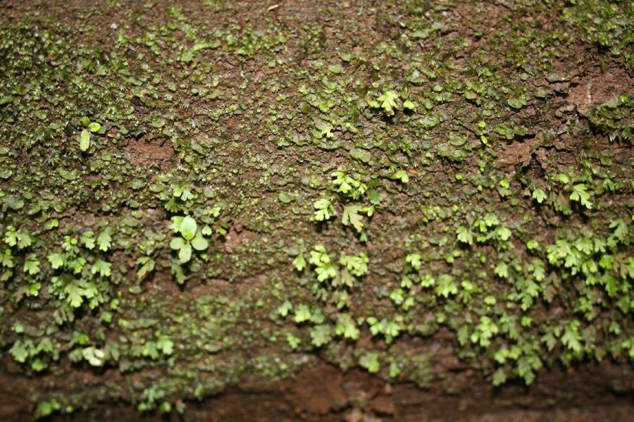 Aspleniaceae Hymenasplenium riparium
