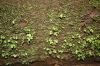 image of Hymenasplenium riparium