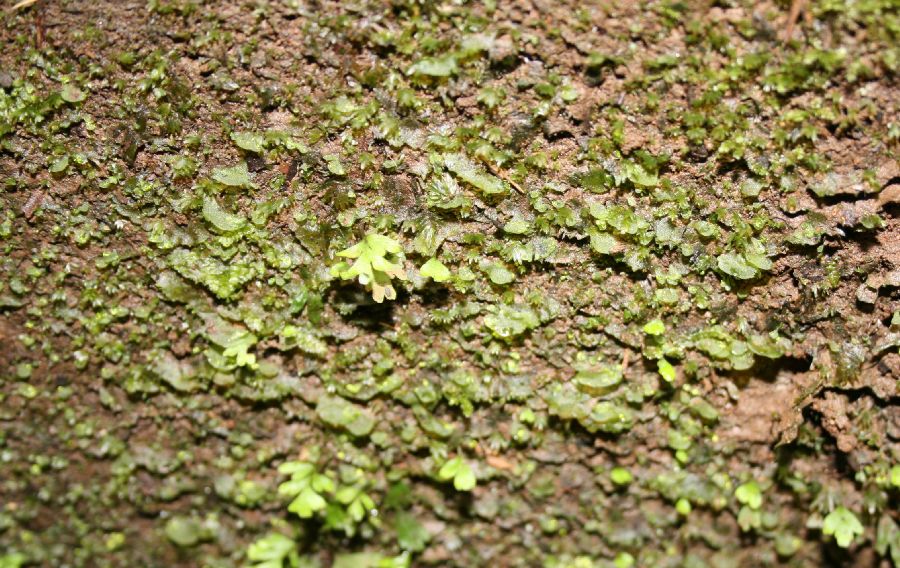Aspleniaceae Hymenasplenium riparium