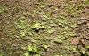 image of Hymenasplenium riparium