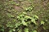 image of Hymenasplenium riparium