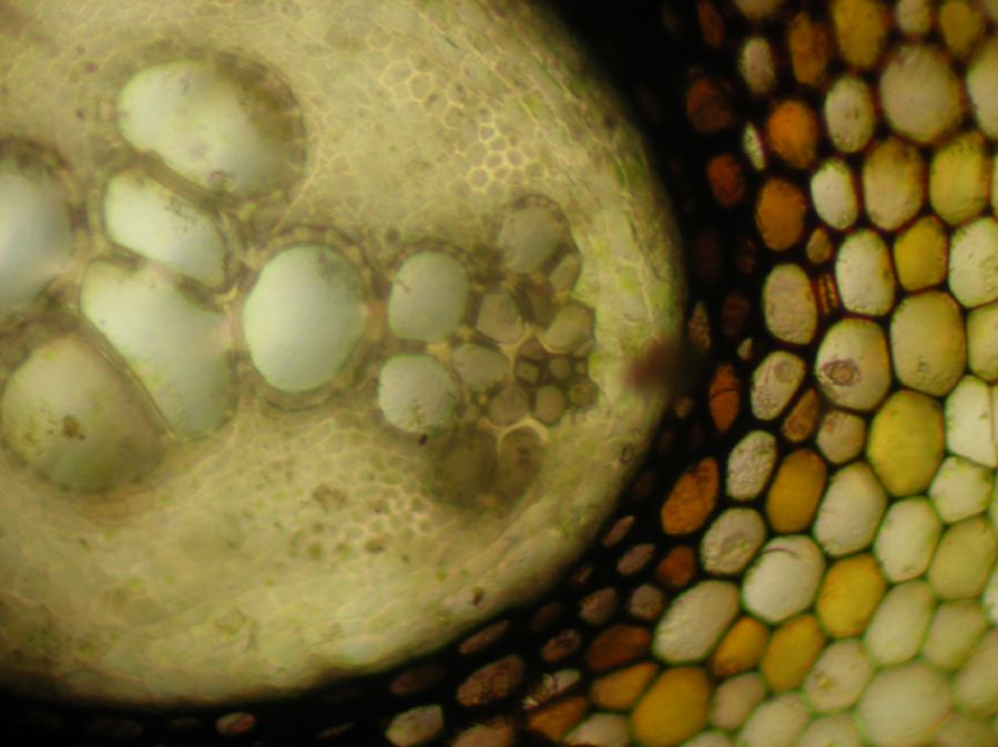 Lomariopsidaceae Mickelia nicotianifolia