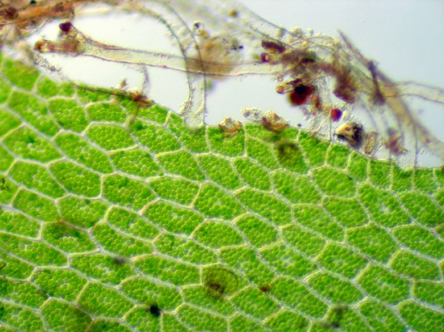 Aspleniaceae Hymenasplenium riparium