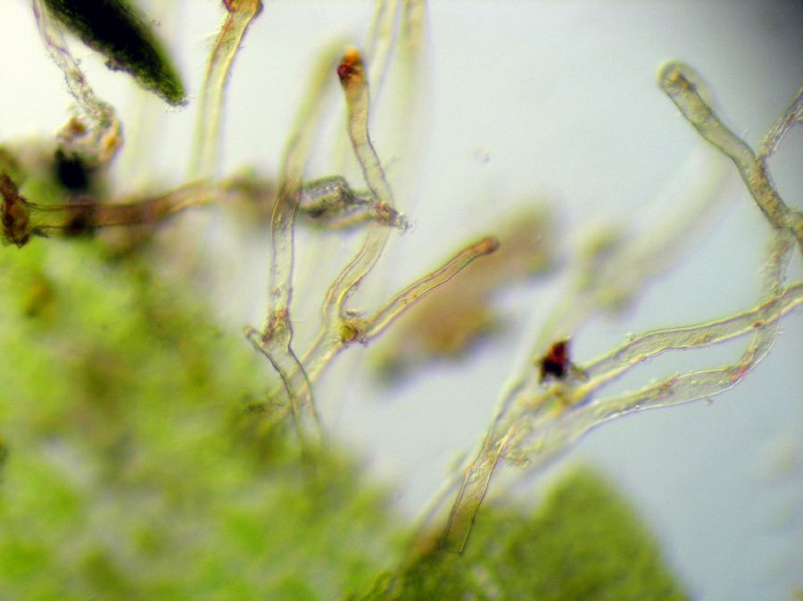 Aspleniaceae Hymenasplenium riparium