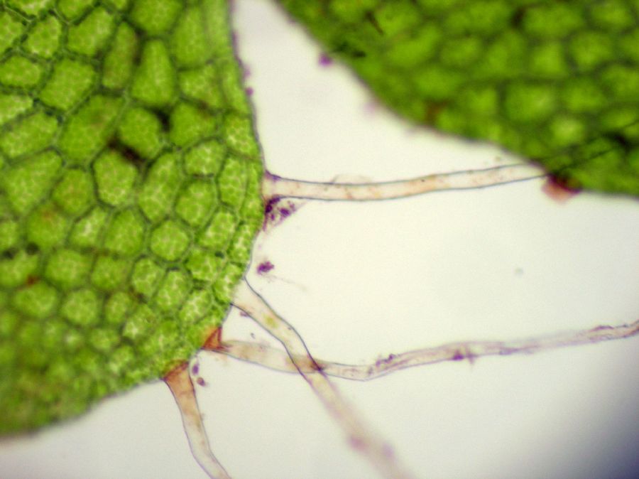 Aspleniaceae Hymenasplenium riparium
