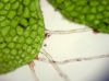 image of Hymenasplenium riparium
