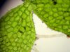 image of Hymenasplenium riparium