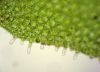 image of Hymenasplenium riparium