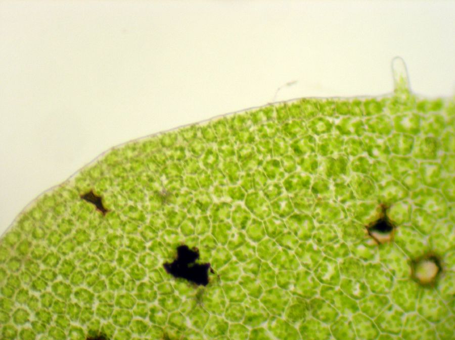 Aspleniaceae Hymenasplenium riparium